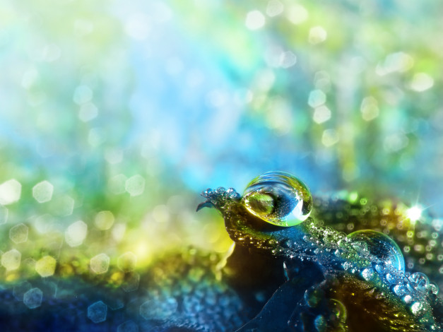 Обои картинки фото природа, макро