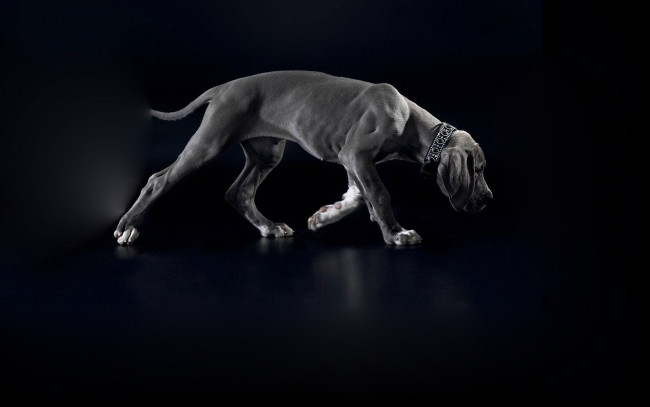 Обои картинки фото животные, собаки