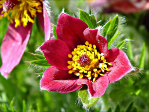 Картинка цветы анемоны адонисы сон-трава прострел макро