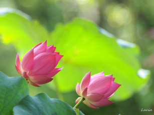 Картинка цветы лотосы розовый