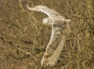 Картинка животные совы белая сова полёт крылья полярная