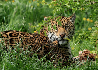 Картинка животные Ягуары кошка обед