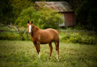 Картинка животные лошади пастбище конь