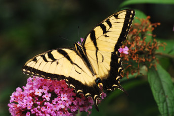 Картинка животные бабочки крылья