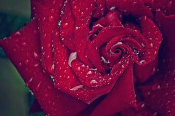 Картинка цветы розы макро капли лепестки