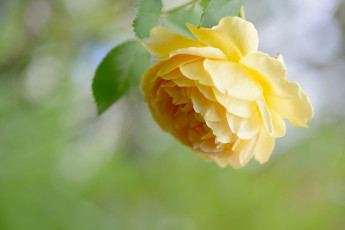 Картинка цветы розы желтый