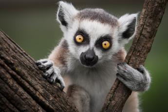 Картинка животные лемуры глаза вылупастик