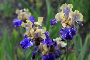 Картинка цветы ирисы синие касатки