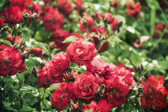 Картинка цветы розы кусты красный