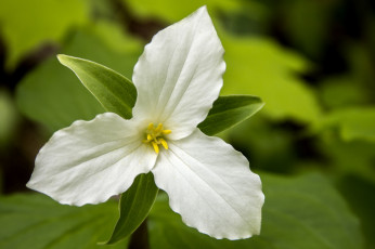 Картинка цветы триллиумы лепестки триллиум