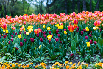 Картинка цветы тюльпаны много бутоны