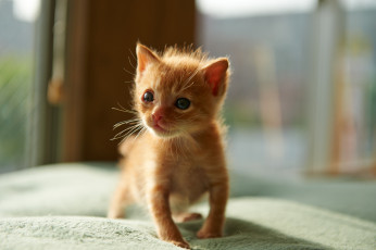 Картинка животные коты котёнок малыш