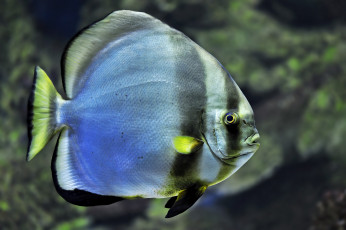 Картинка животные рыбы полосы плавники