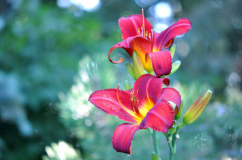 Картинка цветы лилии лилейники бутоны лепестки