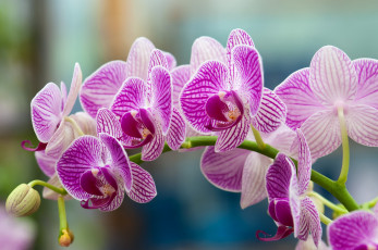 Картинка цветы орхидеи ветка розовый