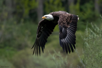 Картинка животные птицы хищники белоголовый орлан крылья