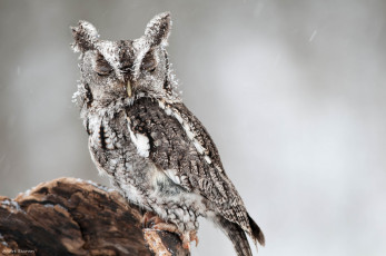 Картинка животные совы североамериканская совка