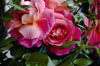 Картинка цветы розы красный лепестки роскошь