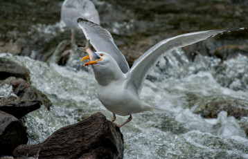 Картинка животные Чайки бакланы крачки птица чайка обед камни