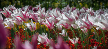 Картинка цветы тюльпаны бутоны