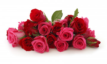 Картинка цветы розы