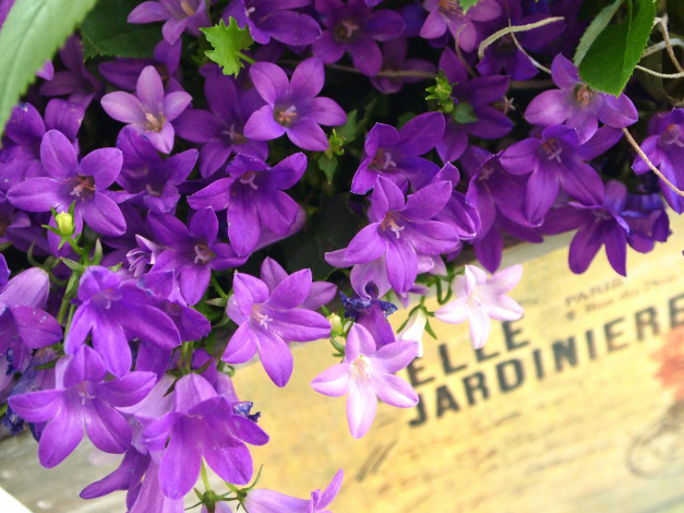 Обои картинки фото цветы, колокольчики, надпись, ящик