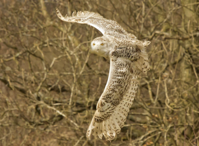 Обои картинки фото животные, совы, белая, сова, полёт, крылья, полярная