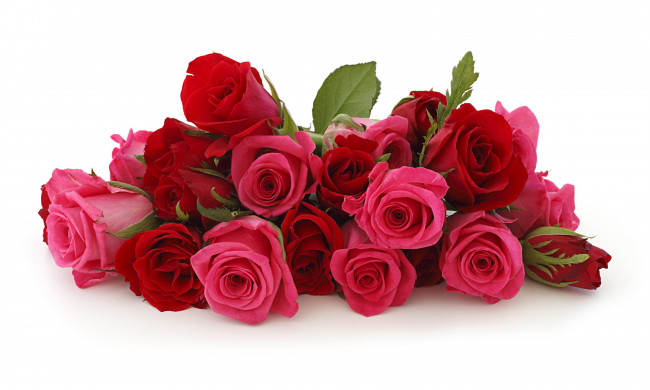 Обои картинки фото цветы, розы