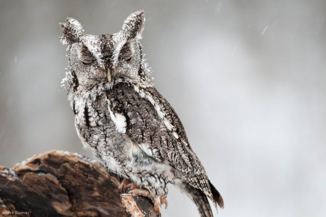 Обои картинки фото животные, совы, североамериканская, совка