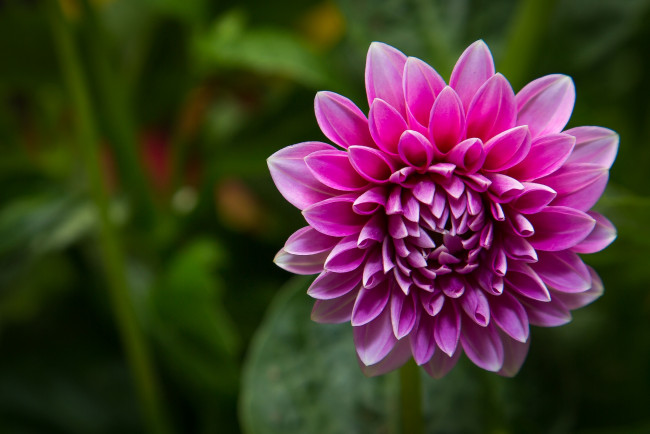 Обои картинки фото цветы, георгины, розовый