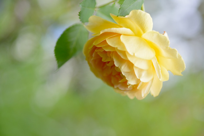 Обои картинки фото цветы, розы, желтый