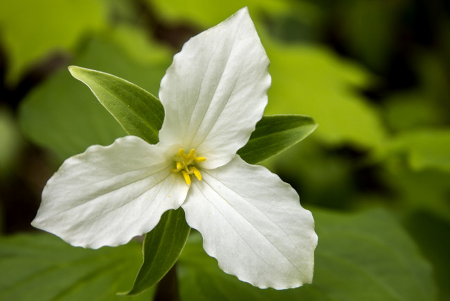 Обои картинки фото цветы, триллиумы, лепестки, триллиум