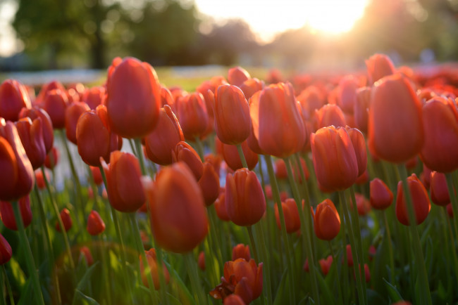Обои картинки фото цветы, тюльпаны, свет, море, тюльпанов