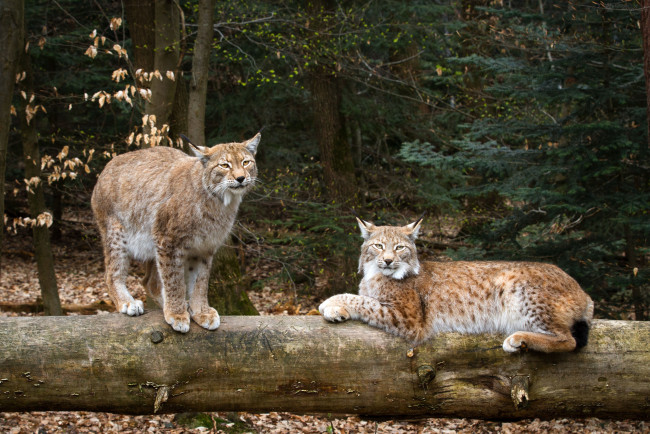 Обои картинки фото животные, рыси, кошки, пара