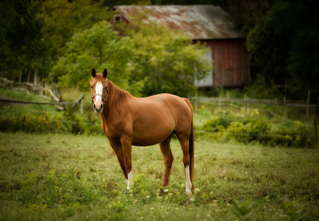 Обои картинки фото животные, лошади, пастбище, конь