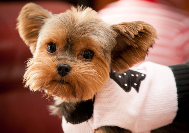 Обои картинки фото животные, собаки, мордочка, милый