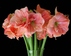 Картинка цветы амариллисы +гиппеаструмы букет гладиолусы