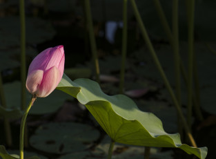 Картинка цветы лотосы бутон