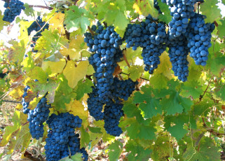 Картинка природа Ягоды +виноград лоза