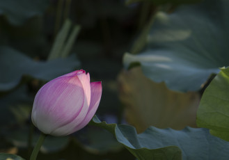 Картинка цветы лотосы бутон