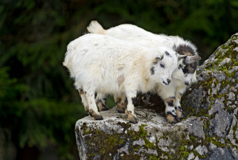 Картинка животные козы игра