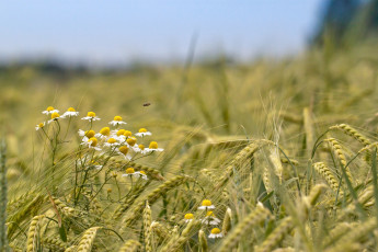 Картинка природа поля колоски ромашки