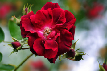 Картинка цветы розы бордо