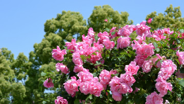 Картинка цветы розы