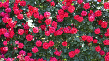 Картинка цветы розы красные