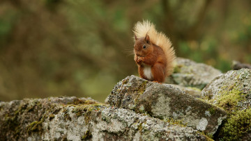 Картинка животные белки зверек