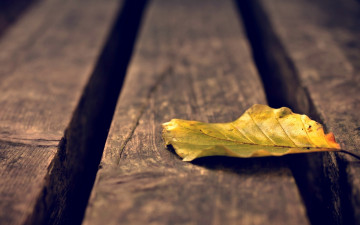 Картинка природа листья доски желтый листок