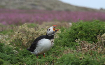 Картинка животные тупики птица