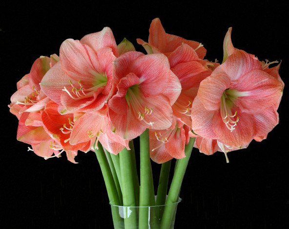 Обои картинки фото цветы, амариллисы,  гиппеаструмы, букет, гладиолусы