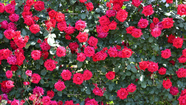 Обои картинки фото цветы, розы, красные